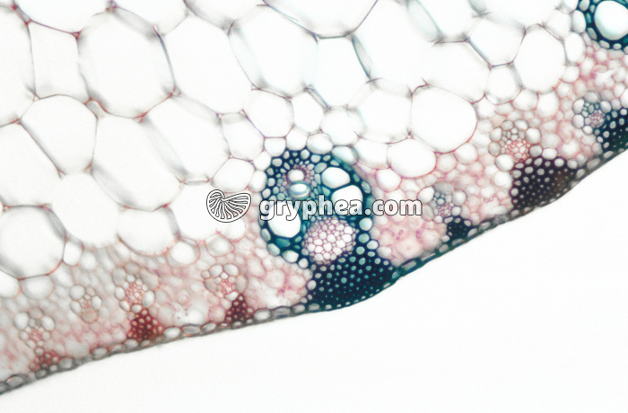 Feuille de Maïs CT x40 - gryphea.com